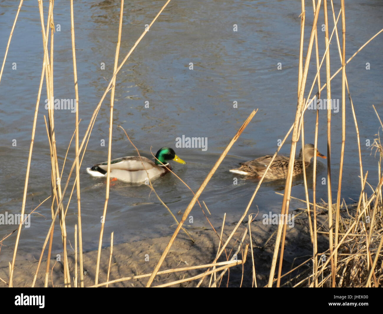 20150226Anas platyrhynchos Foto Stock