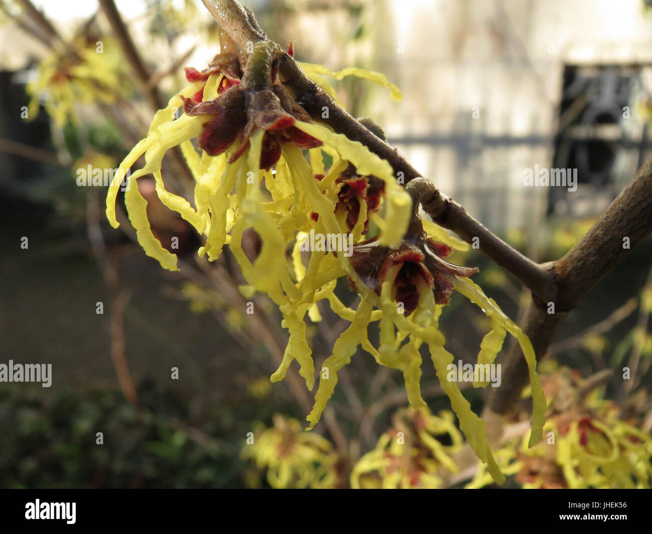 Questa immagine raffigura *Hamamelis virginiana*, comunemente noto come nocciola strega americana. È un arbusto deciduo originario del Nord America, noto per i suoi fiori gialli brillanti che fioriscono alla fine dell'autunno o dell'inverno. La pianta è spesso utilizzata per scopi medicinali a causa delle sue proprietà astringenti. Foto Stock