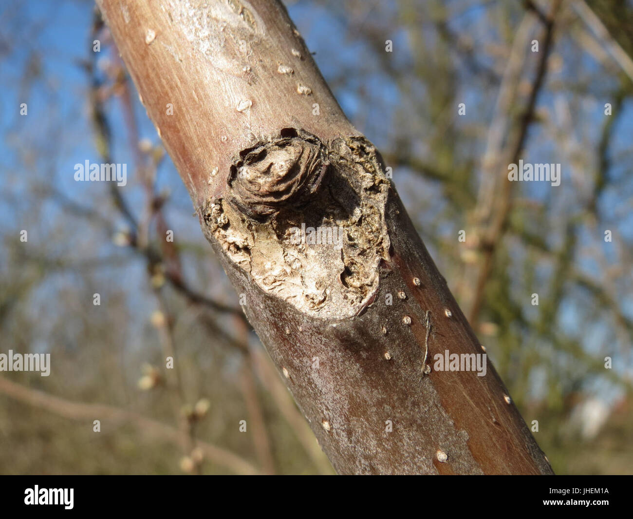 Ailanthus altissima, comunemente noto come l'albero del cielo, è una specie invasiva in rapida crescita originaria della Cina. Si è diffuso in molte parti del mondo, causando spesso disagi ecologici. Foto Stock