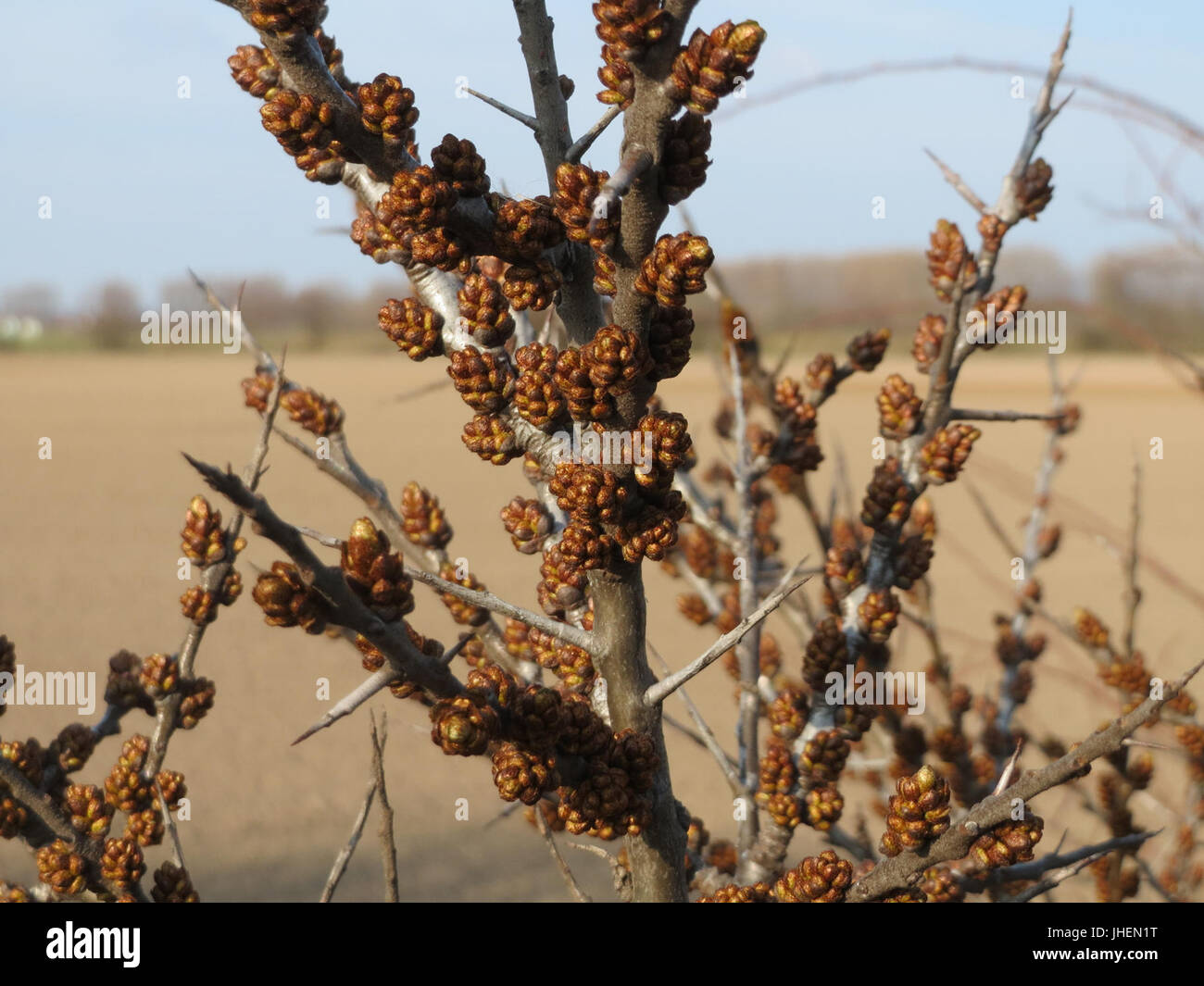 20150322Hippophae rhamnoides nota3 Foto Stock