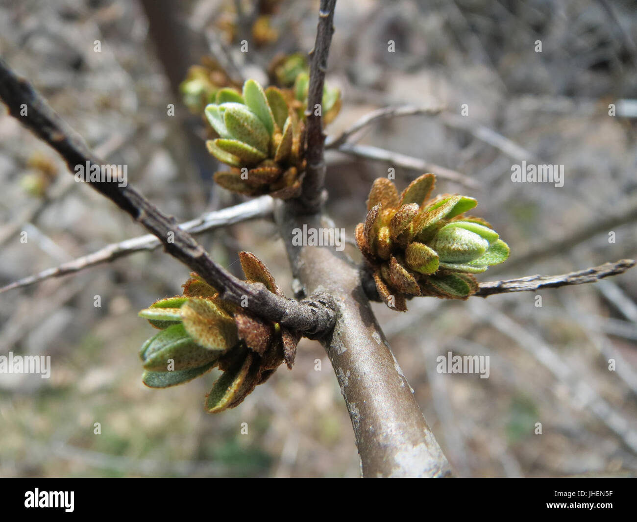 20150324Hippophae rhamnoides nota4 Foto Stock