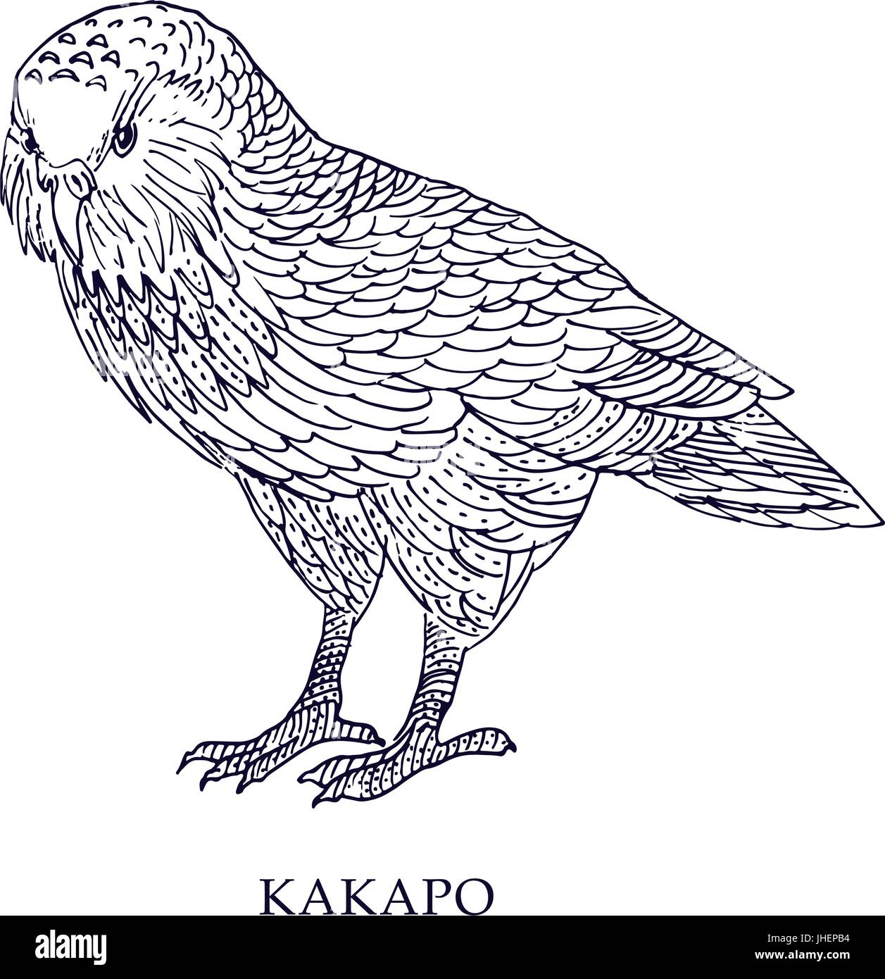 Strigops habroptila - Kakapo, owl parrot. Illustrazione Vettoriale, uccello con stato di conservazione. Illustrazione Vettoriale