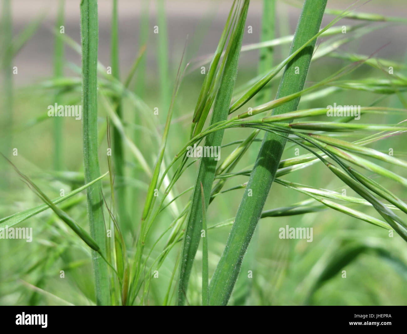 20150418Bromus sterilis01 Foto Stock