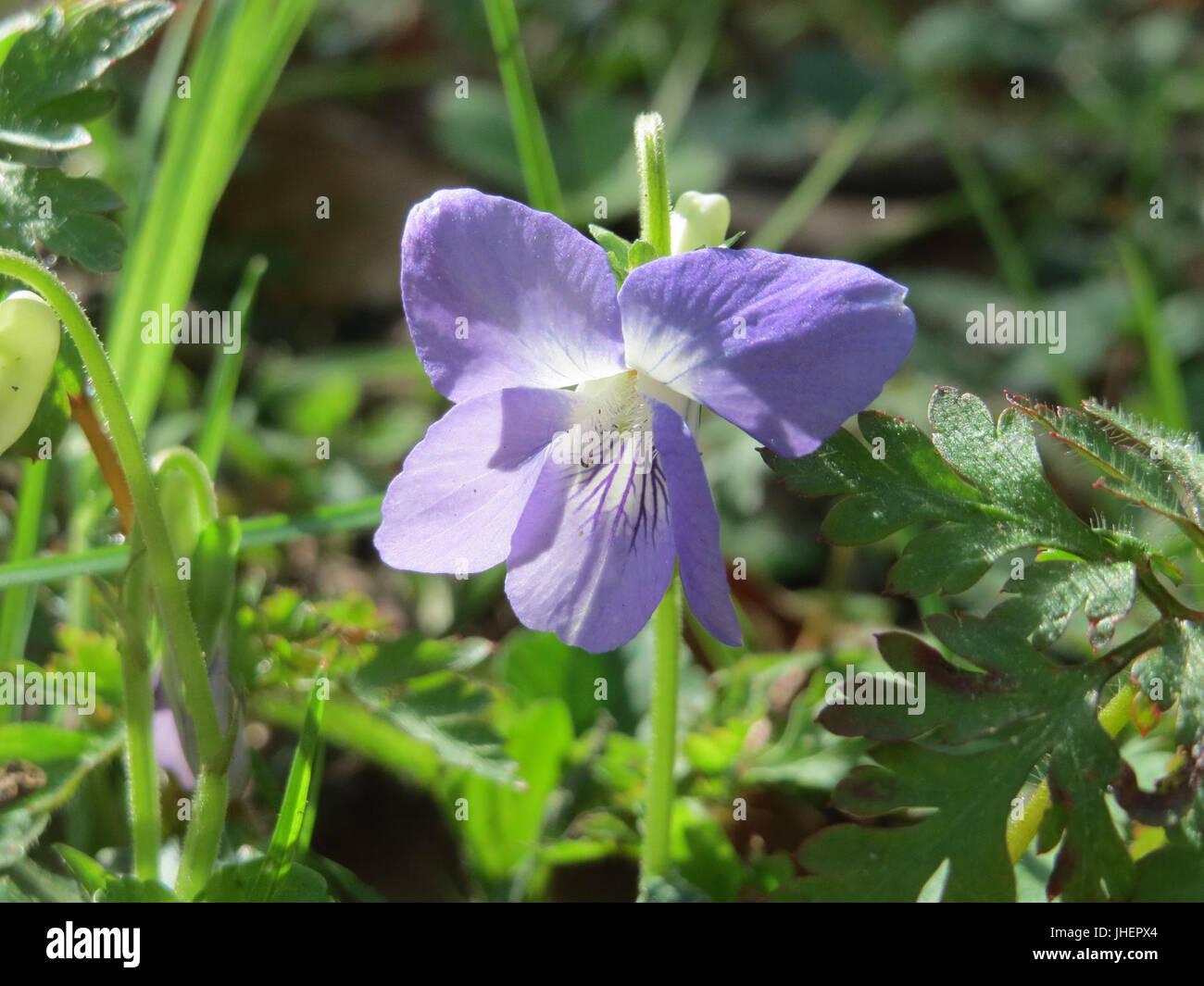 20150418Viola riviniana6 Foto Stock
