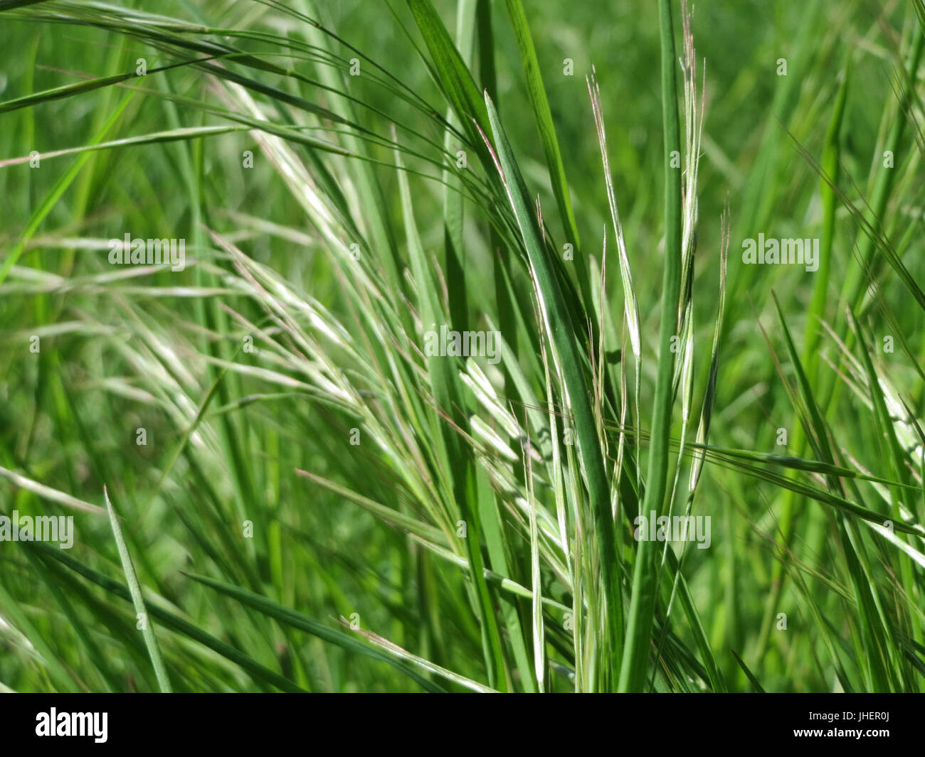 20150419Bromus sterilis2 Foto Stock