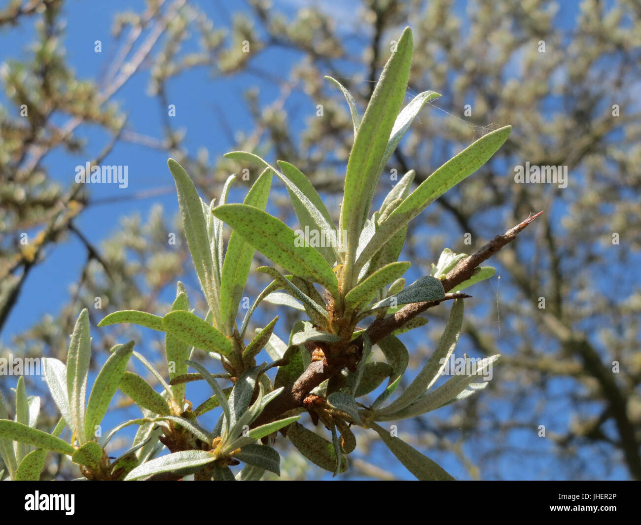 20150420Hippophae rhamnoides nota2 Foto Stock
