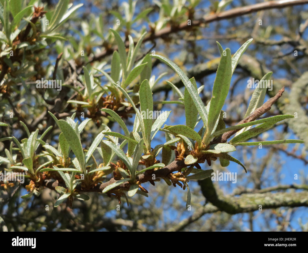 20150420Hippophae rhamnoides nota3 Foto Stock