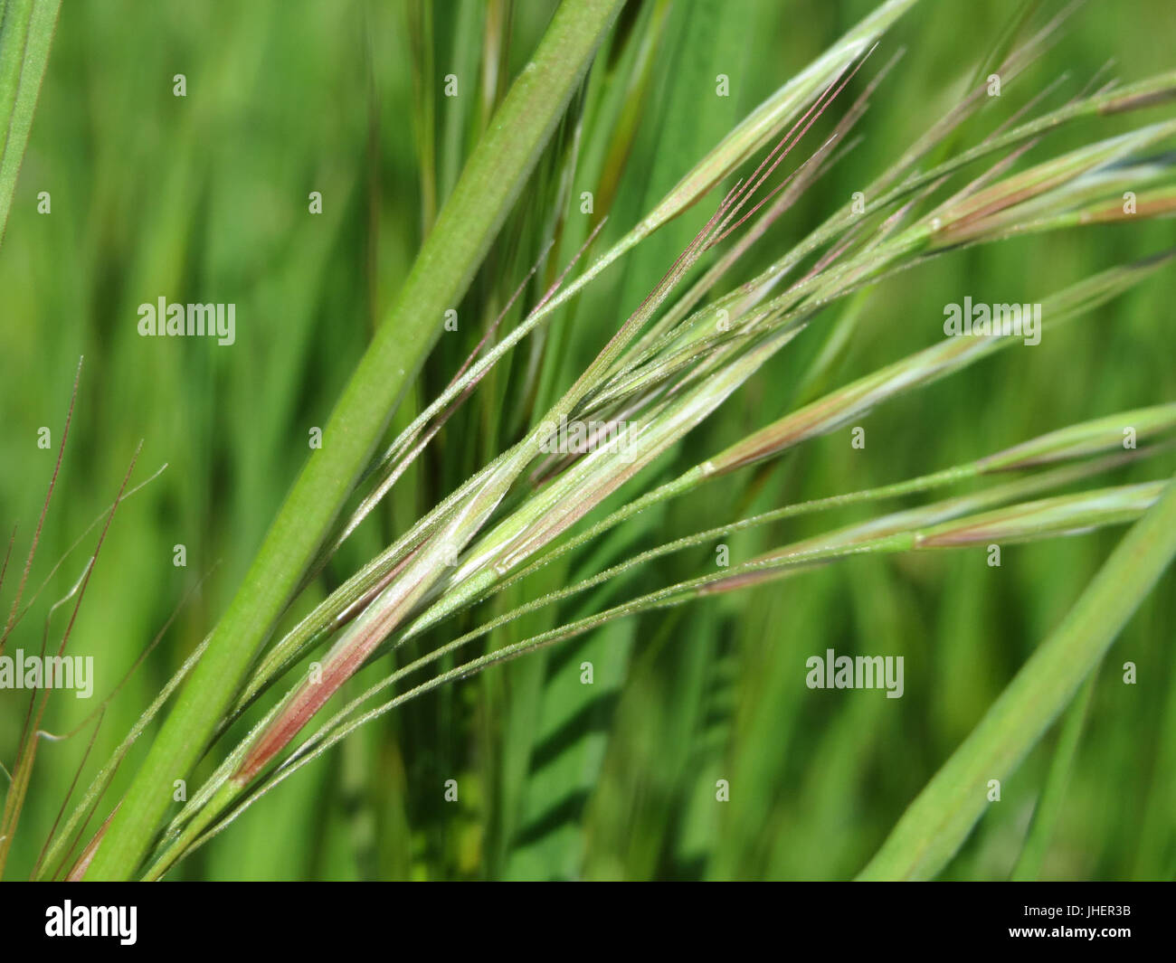 20150420Bromus sterilis1 Foto Stock