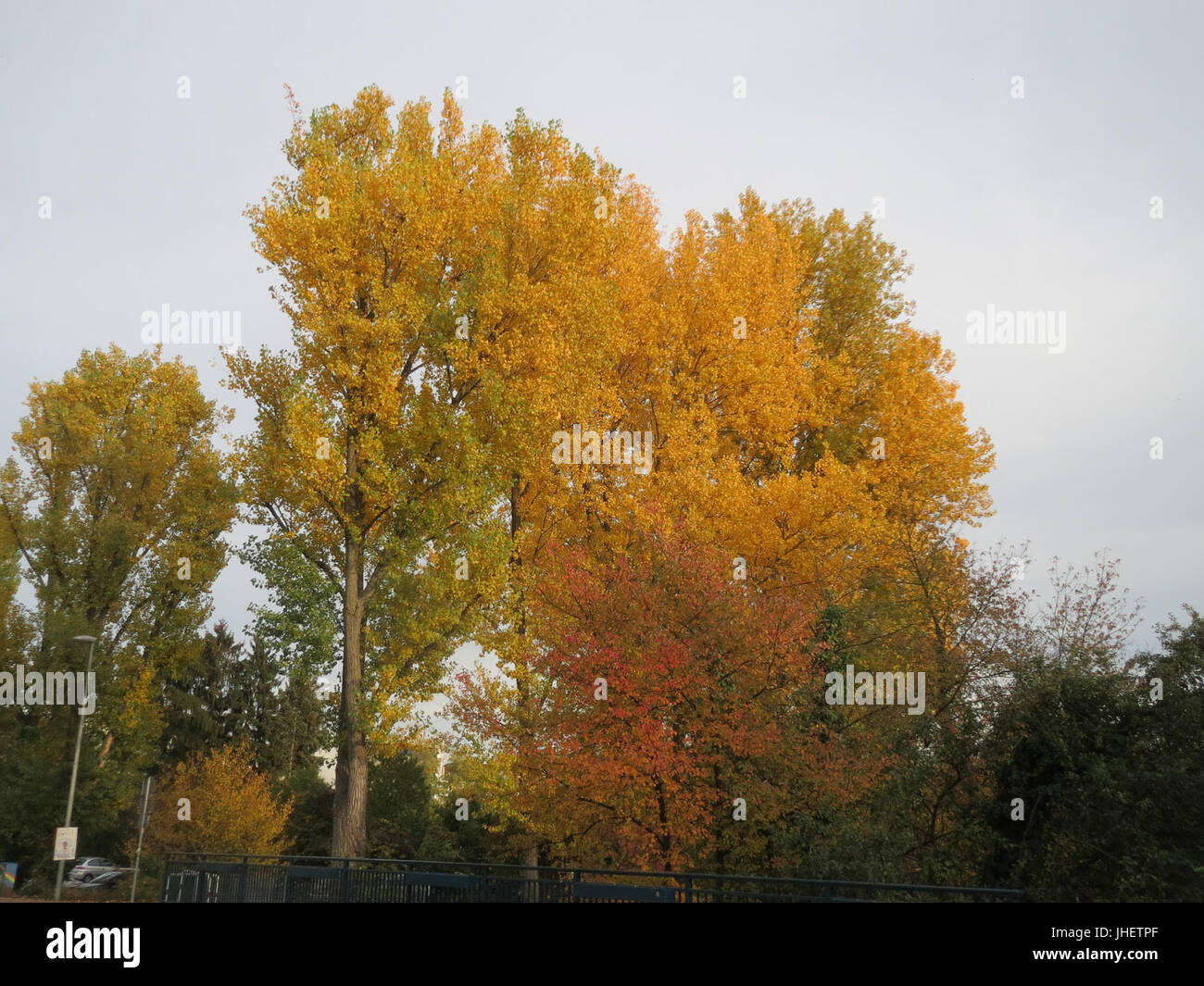 20151024Populus x canadensis4 Foto Stock