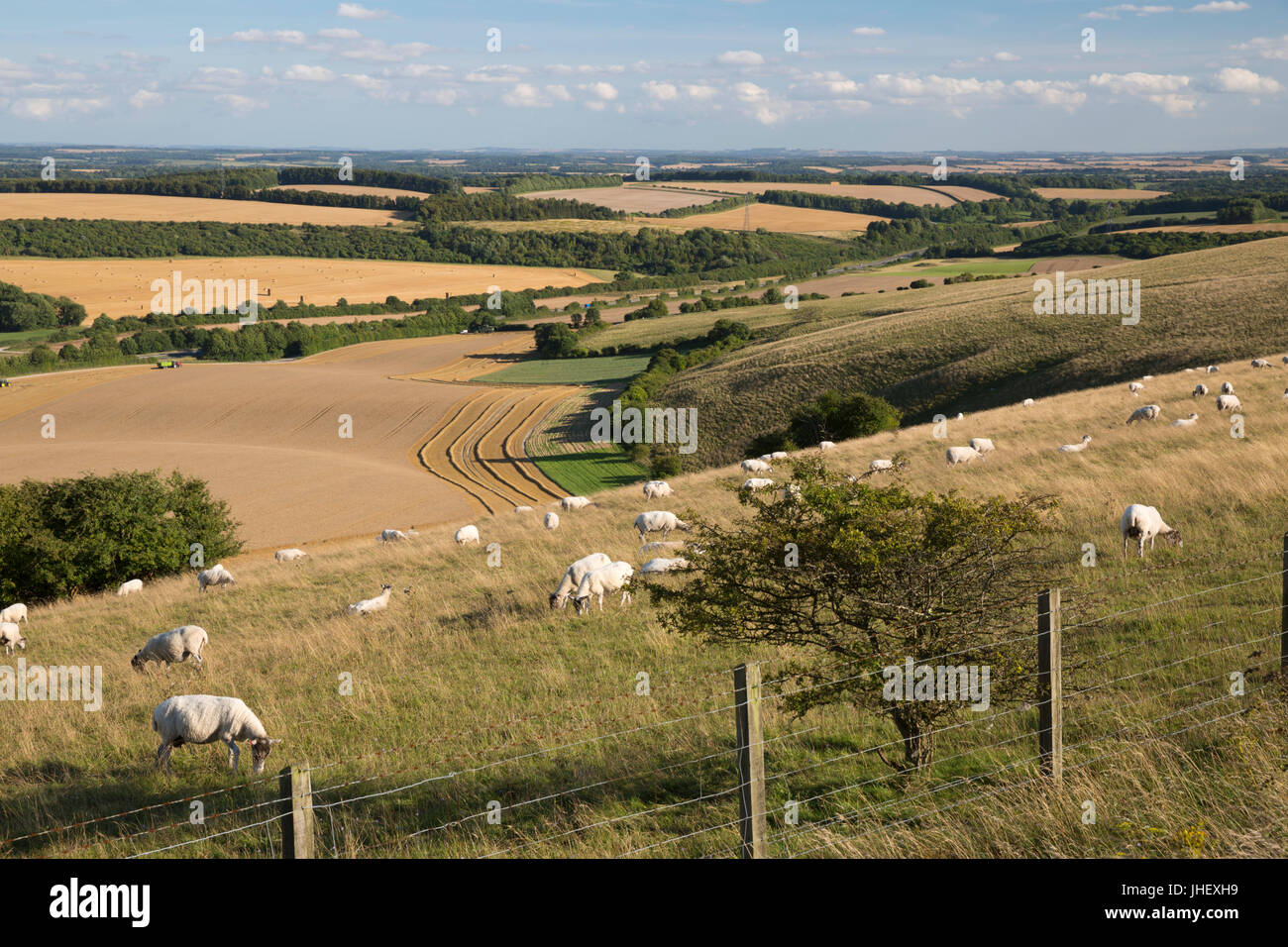 Vista su estate campi di grano e le pecore dalla sommità di Beacon Hill, vicino a Highclere, Hampshire, Inghilterra, Regno Unito, Europa Foto Stock