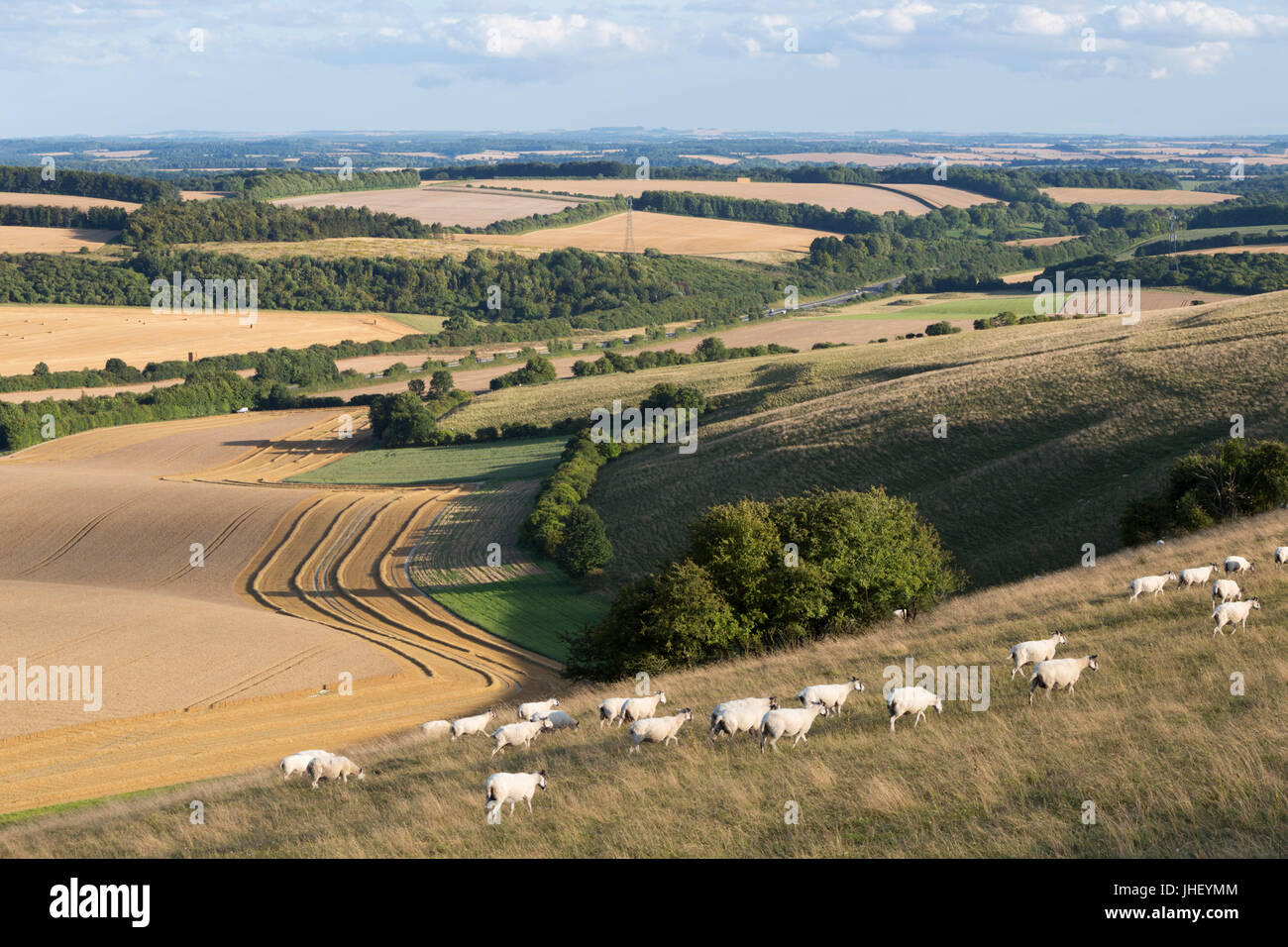 Vista su estate campi di grano e le pecore dalla sommità di Beacon Hill, vicino a Highclere, Hampshire, Inghilterra, Regno Unito, Europa Foto Stock