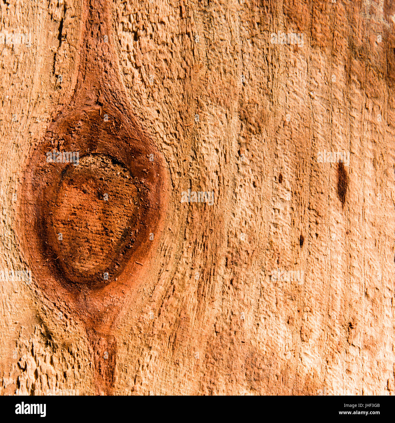 La grana di legno di cedro fasciame utilizzato nella costruzione di recinzione nel Texas centrale. Foto Stock
