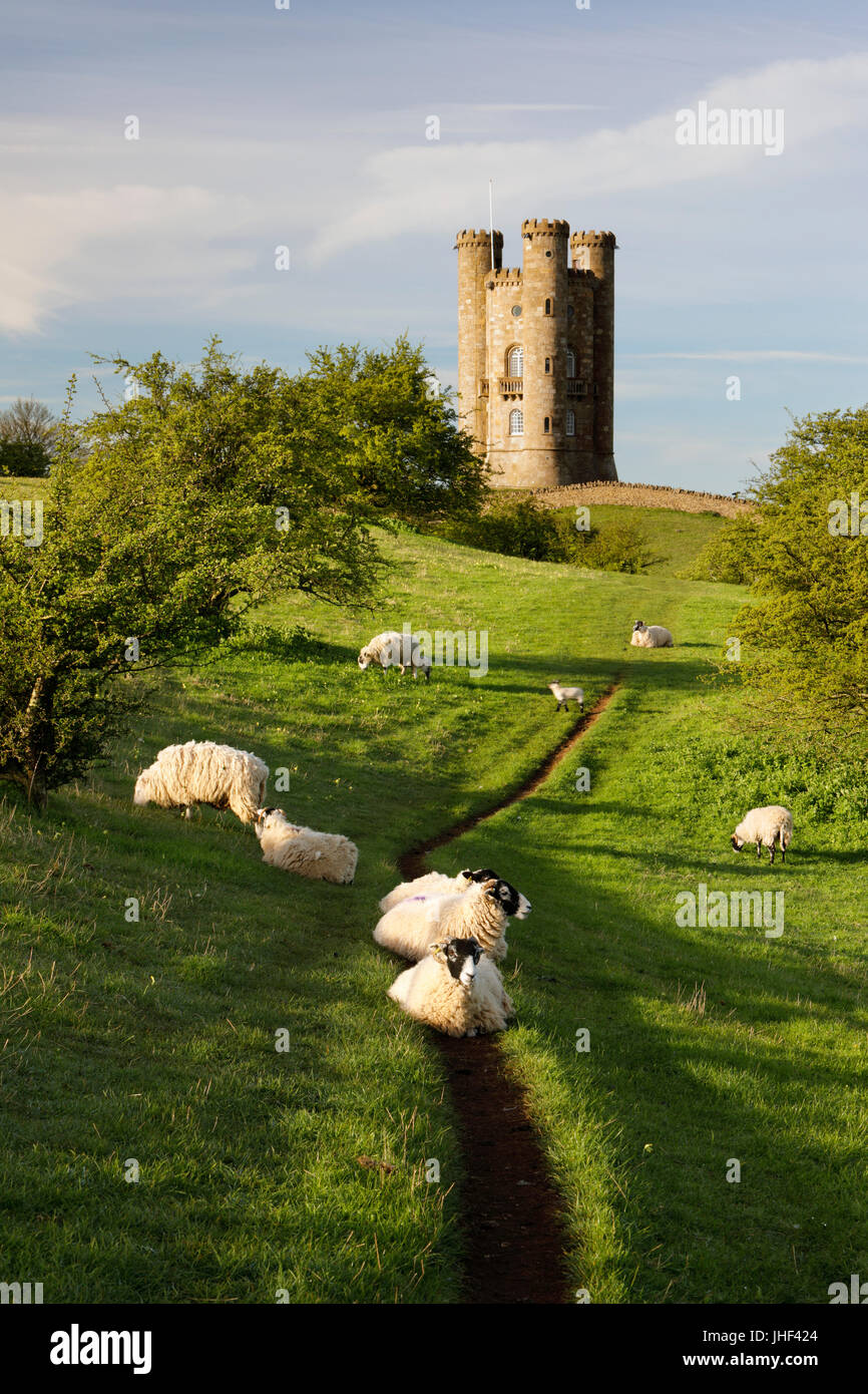 Torre di Broadway e pecore, Broadway, Cotswolds, Worcestershire, England, Regno Unito, Europa Foto Stock