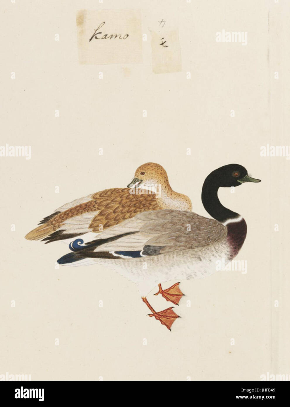 Naturalis Biodiversità Centre - RMNH.ART.444 - Anas platyrhynchos - Kawahara Keiga - 1823 - 1829 - Siebold Collection - Disegno a matita - colore dell'acqua Foto Stock