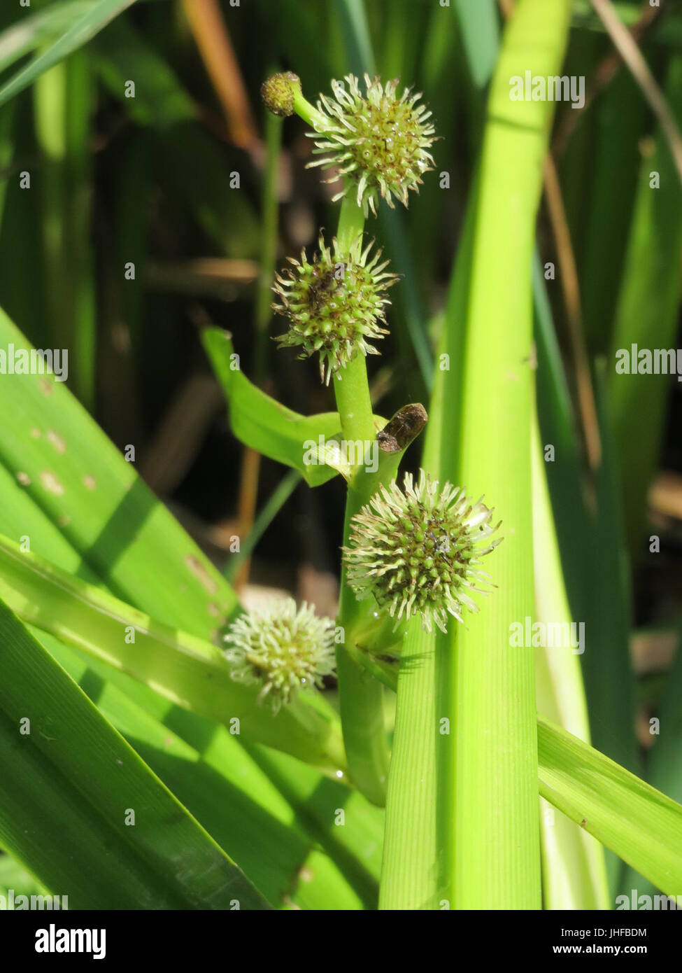 20150627Sparganium emersum1 Foto Stock