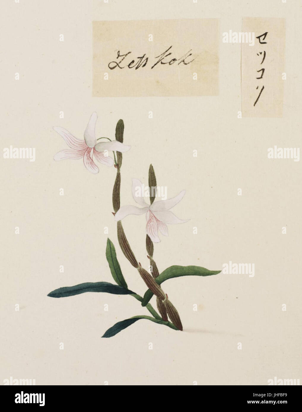 Naturalis Biodiversità Centre - RMNH.ART.685 - Dendrobium moniliforme - Kawahara Keiga - 1823 - 1829 - Siebold Collection - Disegno a matita - colore dell'acqua Foto Stock