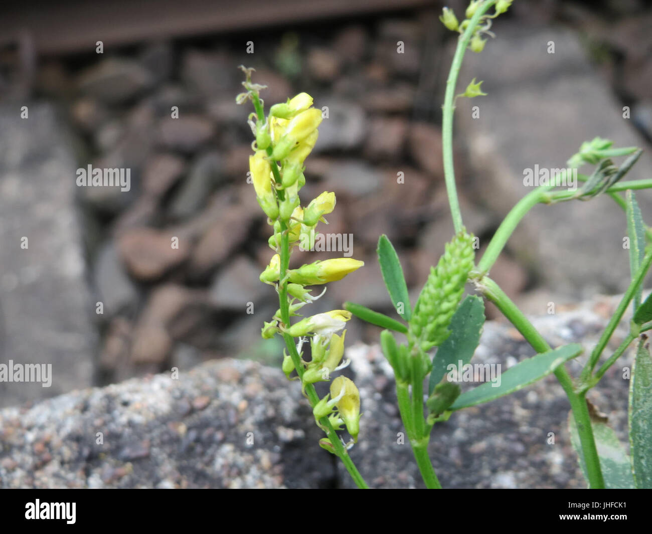20150627Melilotus officinalis2 Foto Stock