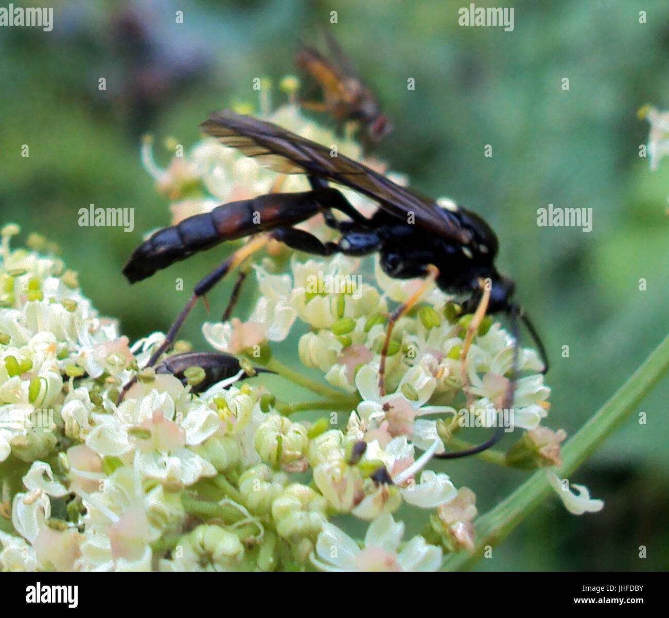 2015-08-PKL-27 Foto Stock