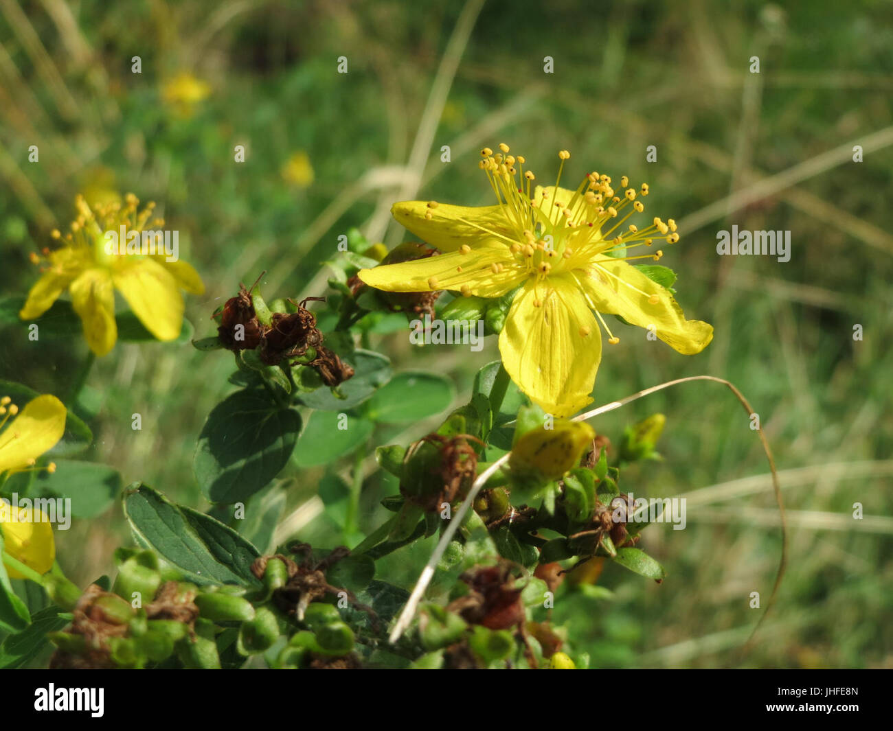 20150813Hypericum perforatum1 Foto Stock