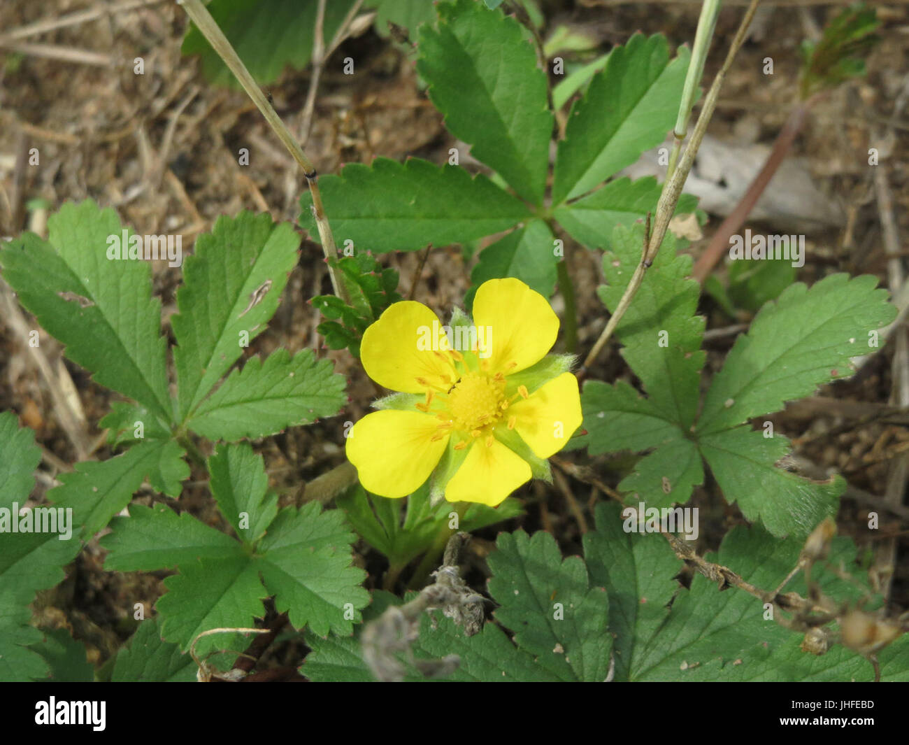 20150628Potentilla reptans Foto Stock