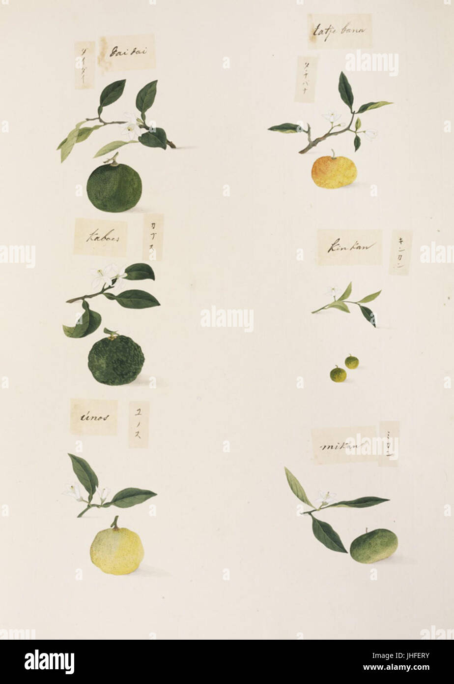 Naturalis Biodiversità Centre - RMNH.ART.335-Fortunella japonica-Citrus aurantium-sphaerocarpa agrumi Agrumi-tachibana-Citrus junos-citrus unshiu-Kawahara Keiga-1823-1829-Siebold Collection-disegno a matita-color acqua Foto Stock