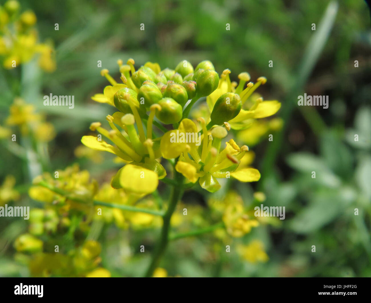 20150822Rorippa sylvestris1 Foto Stock