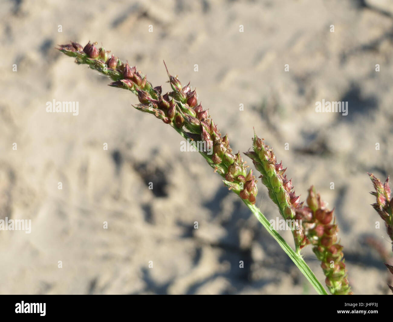 20150822Echinochloa crus-galli5 Foto Stock
