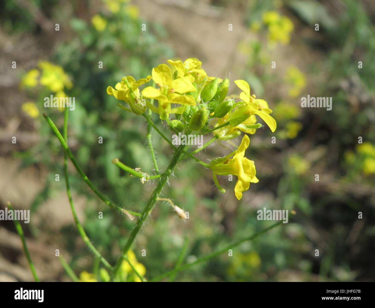 20150829Sisymbrium loeselii3 Foto Stock