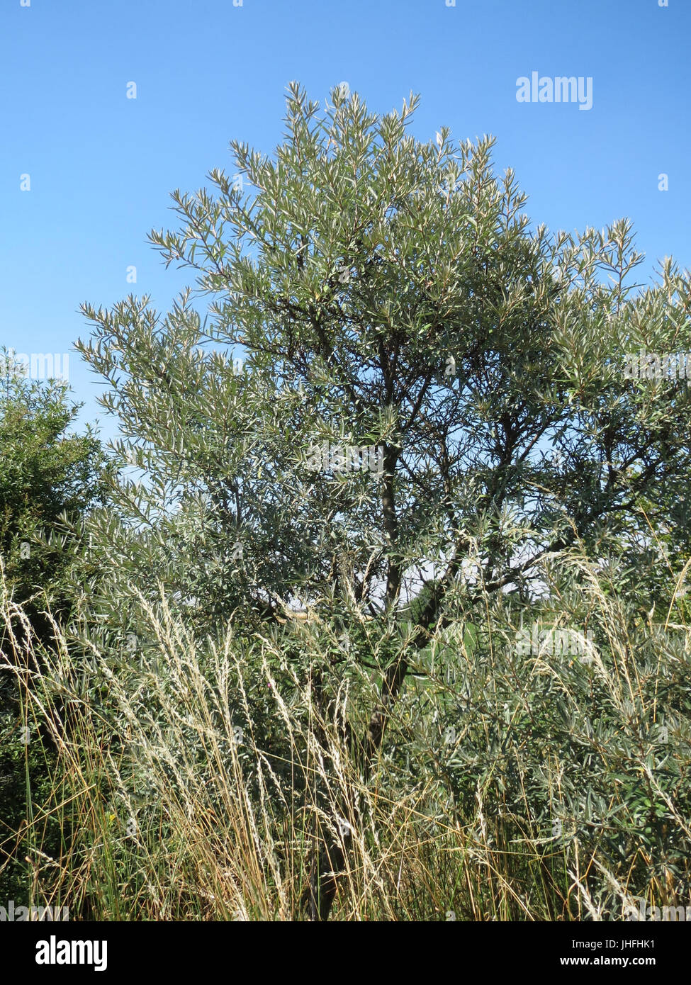 20150701Hippophae rhamnoides nota1 Foto Stock