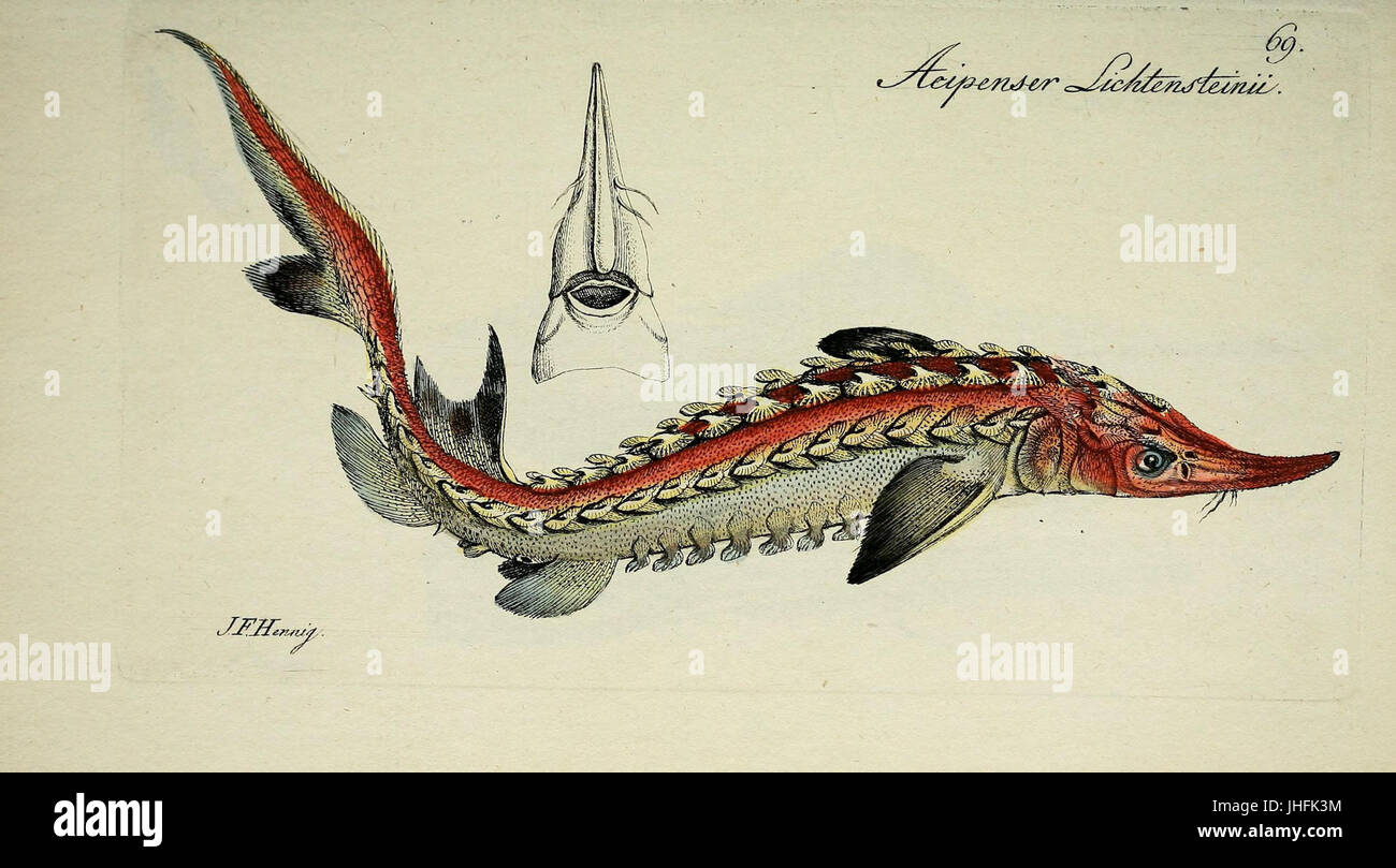 M.E. Blochii ... Systema ichthyologiae iconibus CX illustratum piastra (69) (6892426308) Foto Stock