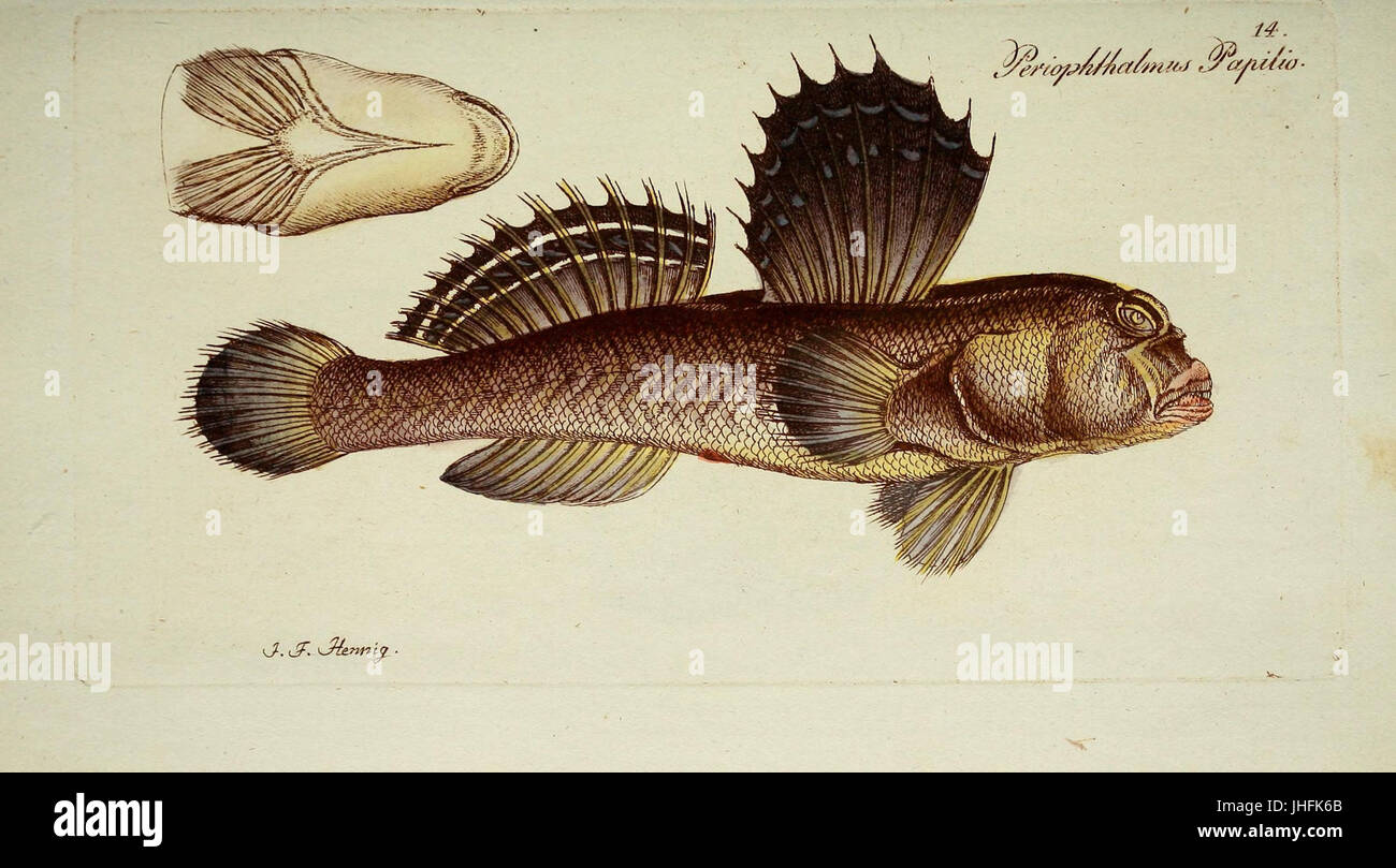 M.E. Blochii ... Systema ichthyologiae iconibus CX illustratum piastra (14) (6892392522) Foto Stock