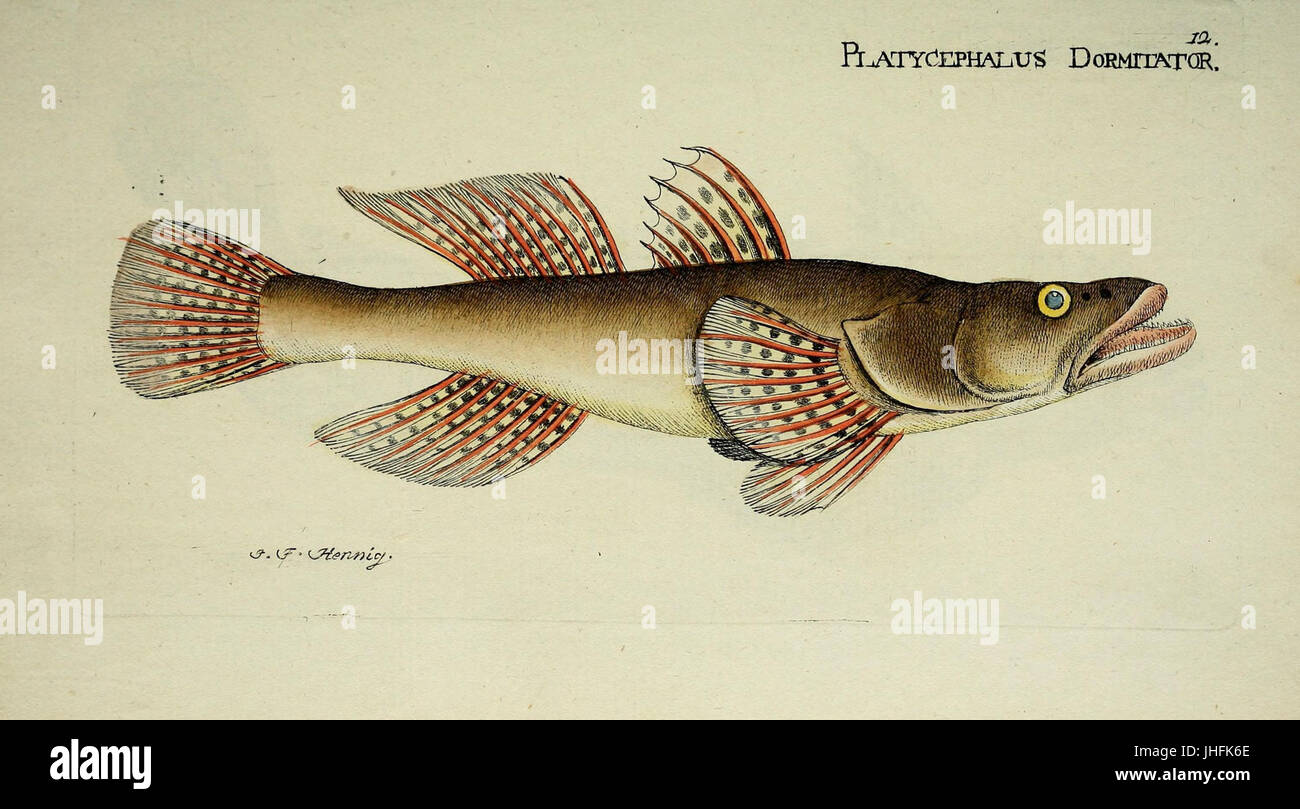 M.E. Blochii ... Systema ichthyologiae iconibus CX illustratum (piastra 12) (7038486293) Foto Stock