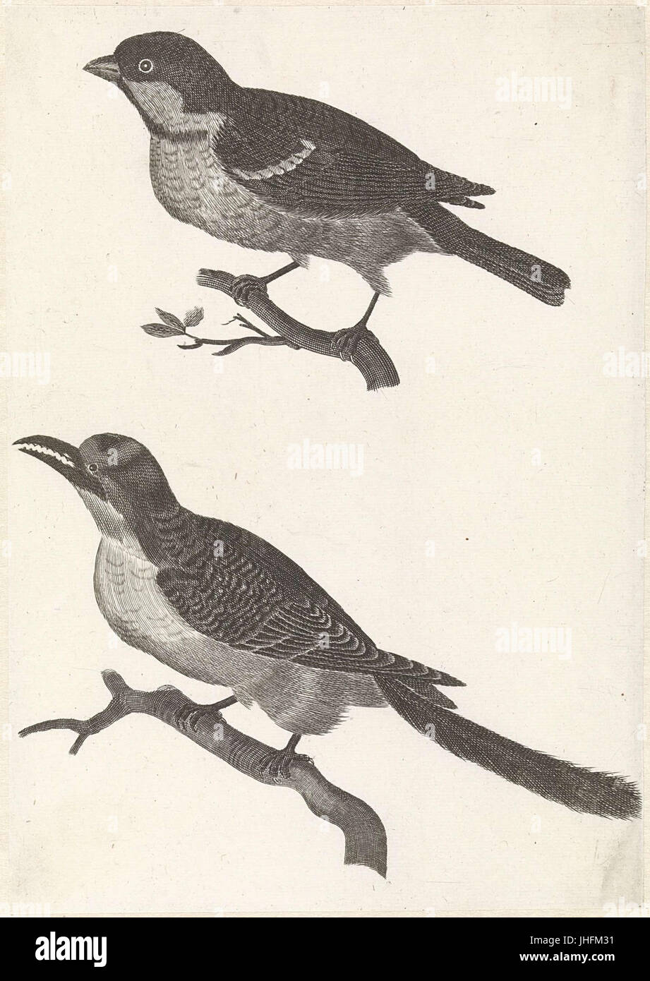 Mus op een tak naar links, daaronder een vogel incontrato gekartelde bek Foto Stock