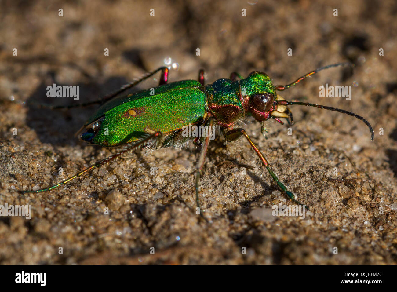 Regno Unito Fauna selvatica: metallica verde 'tiger beetle', la cicindela campestris, uno del Regno Unito più veloce del insetti con enormi ganasce pallido per la caccia. Foto Stock
