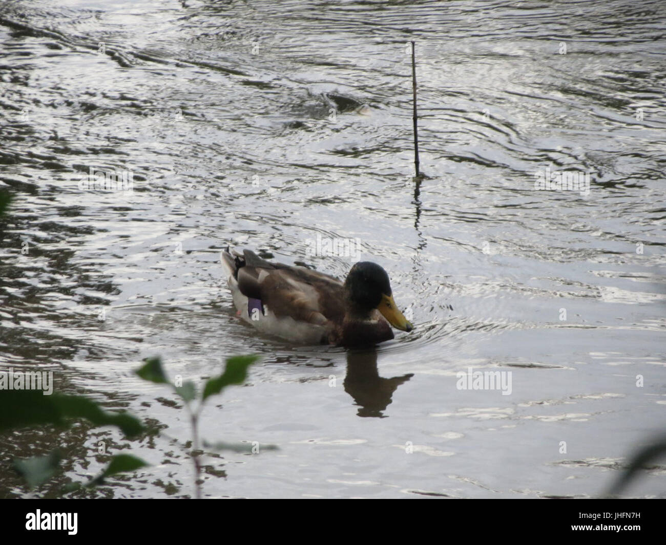 20150923Anas platyrhynchos Foto Stock