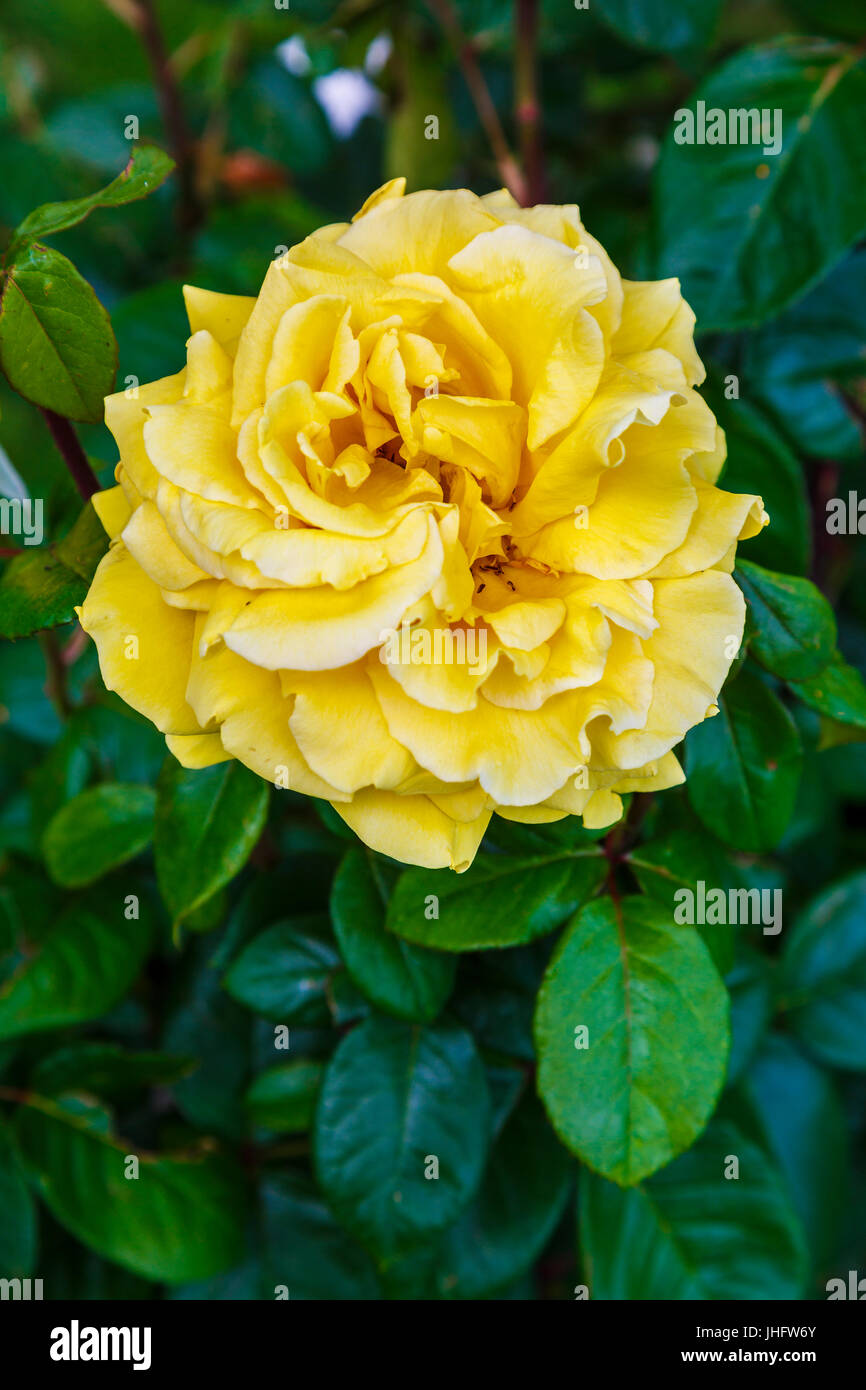 giardinaggio rosa. Foto Stock