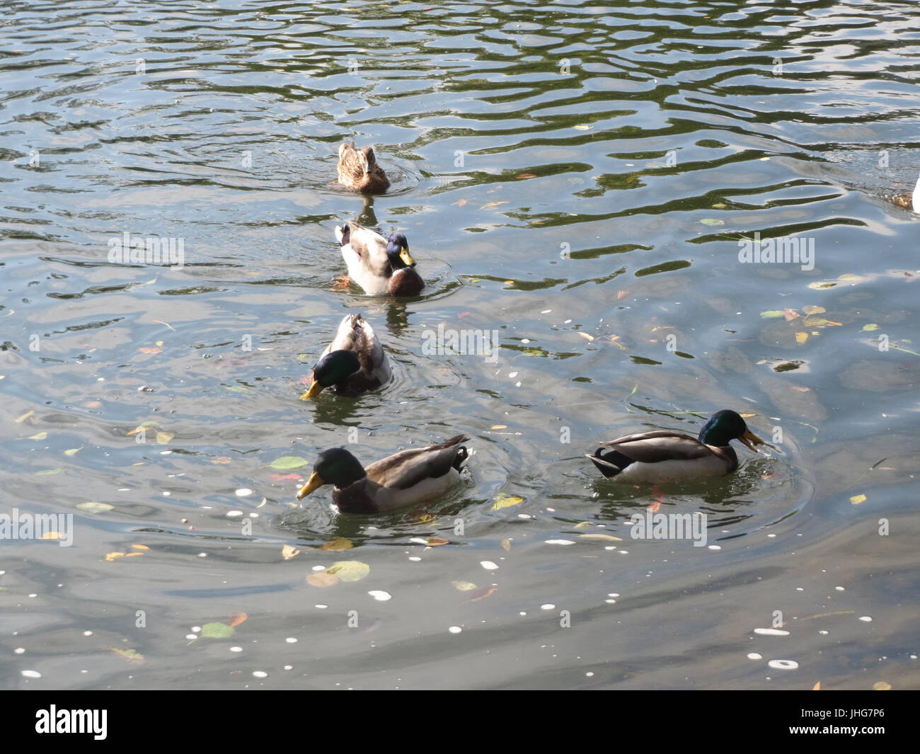 20151011Anas platyrhynchos1 Foto Stock