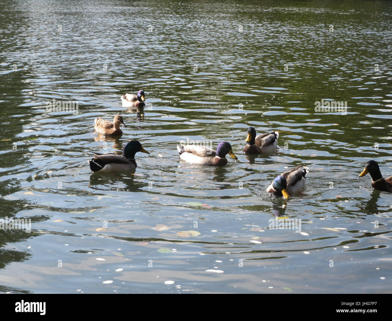 20151011Anas platyrhynchos2 Foto Stock