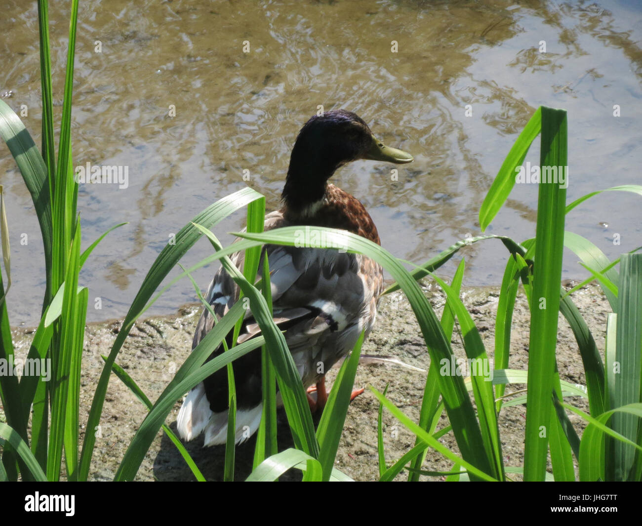 20150707Anas platyrhynchos Foto Stock