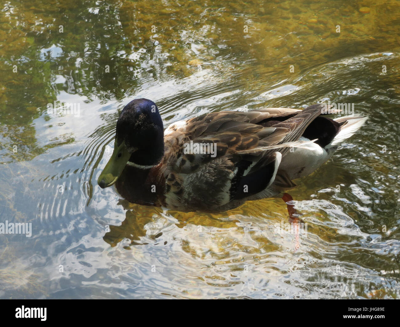 20150709Anas platyrhynchos1 Foto Stock