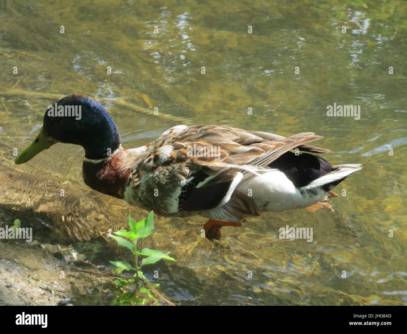 20150709Anas platyrhynchos2 Foto Stock