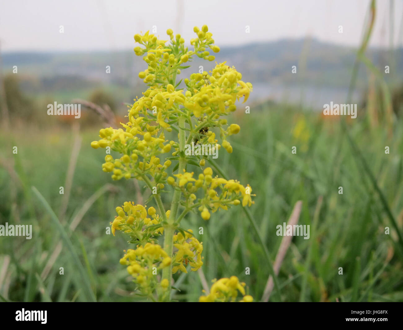 20151013Galium verum Foto Stock