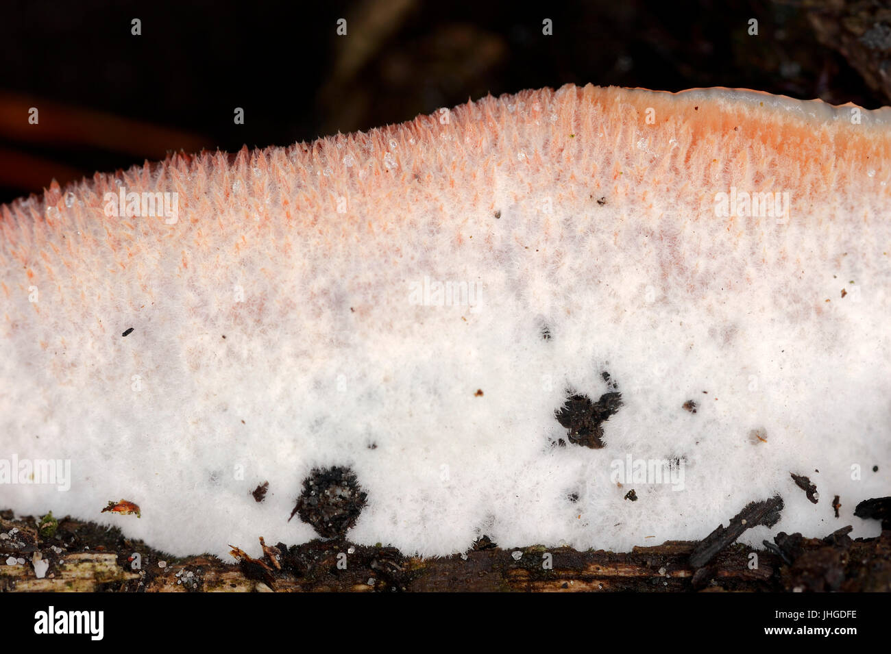 Fungo White-Rot, Paesi Bassi / (Merulius tremellosus, Phlebia tremellosa) / Jelly Rot | Gallertfleischiger Faeltling, Niederlande Foto Stock