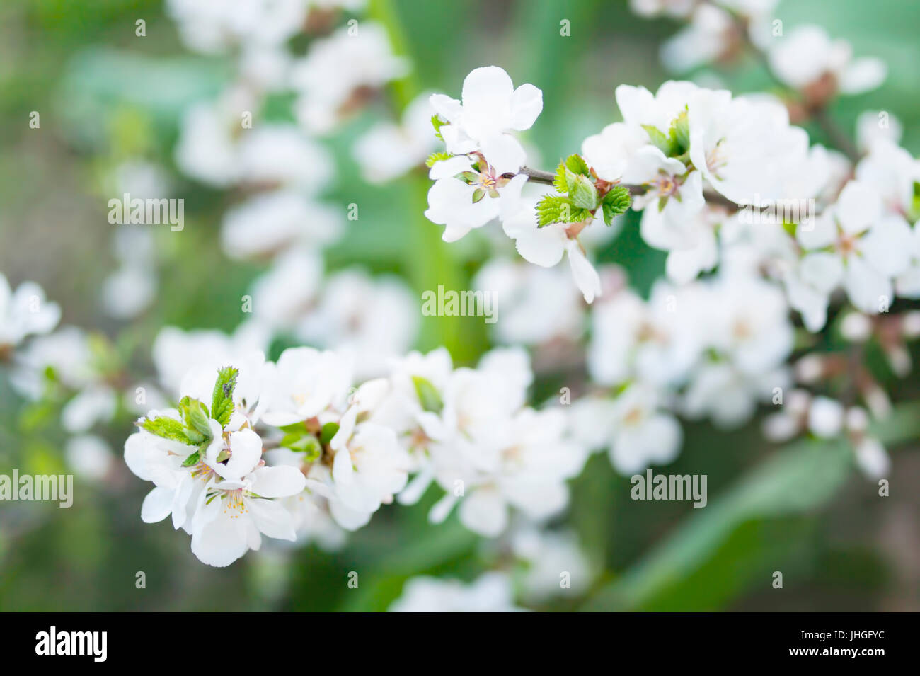 Dei ciliegi ramo di albero in primavera Foto Stock