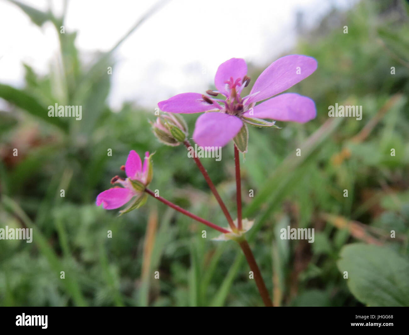 Questa immagine mostra l'Erodium cicutarium, comunemente noto come filaree redstem, una specie vegetale presente nelle regioni temperate. Nota per i suoi caratteristici baccelli di semi agganciati, la pianta si trova spesso in terreni disturbati e ambienti asciutti, giocando un ruolo in vari ecosistemi. Foto Stock