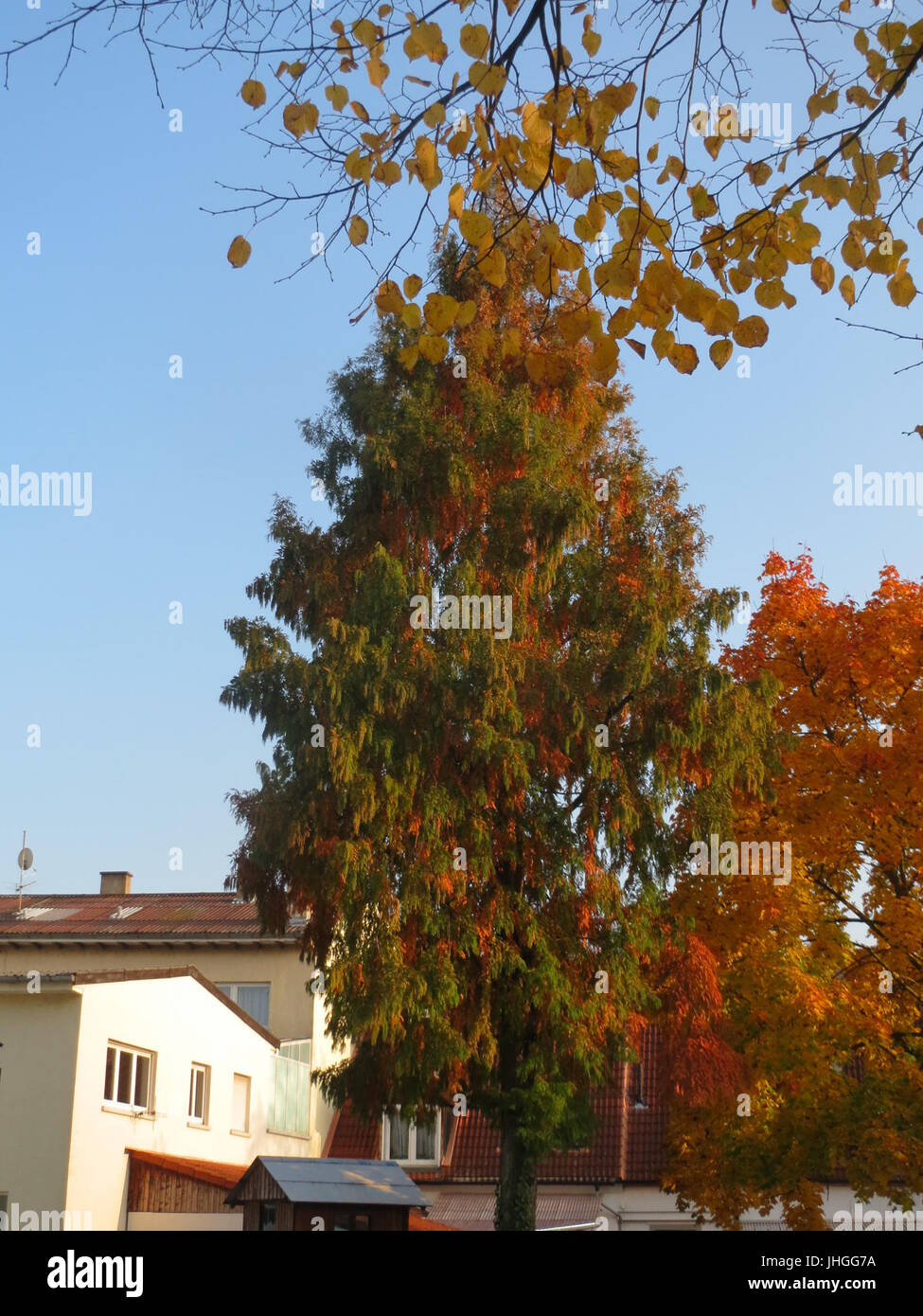 20151026Metasequoia glyptostroboides2 Foto Stock