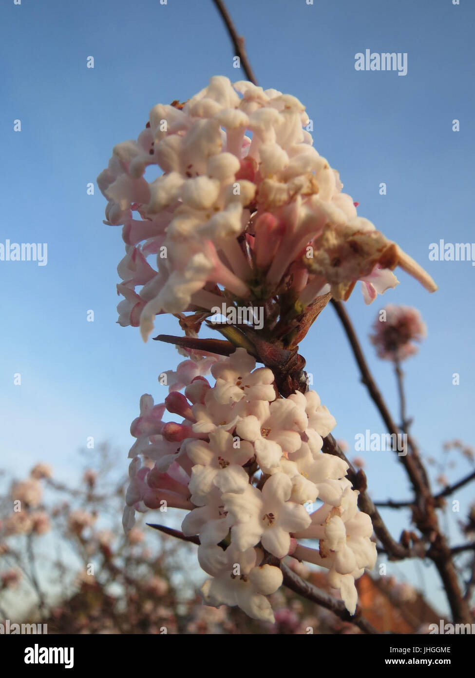 20151219Viburnum x bodnantense2 Foto Stock
