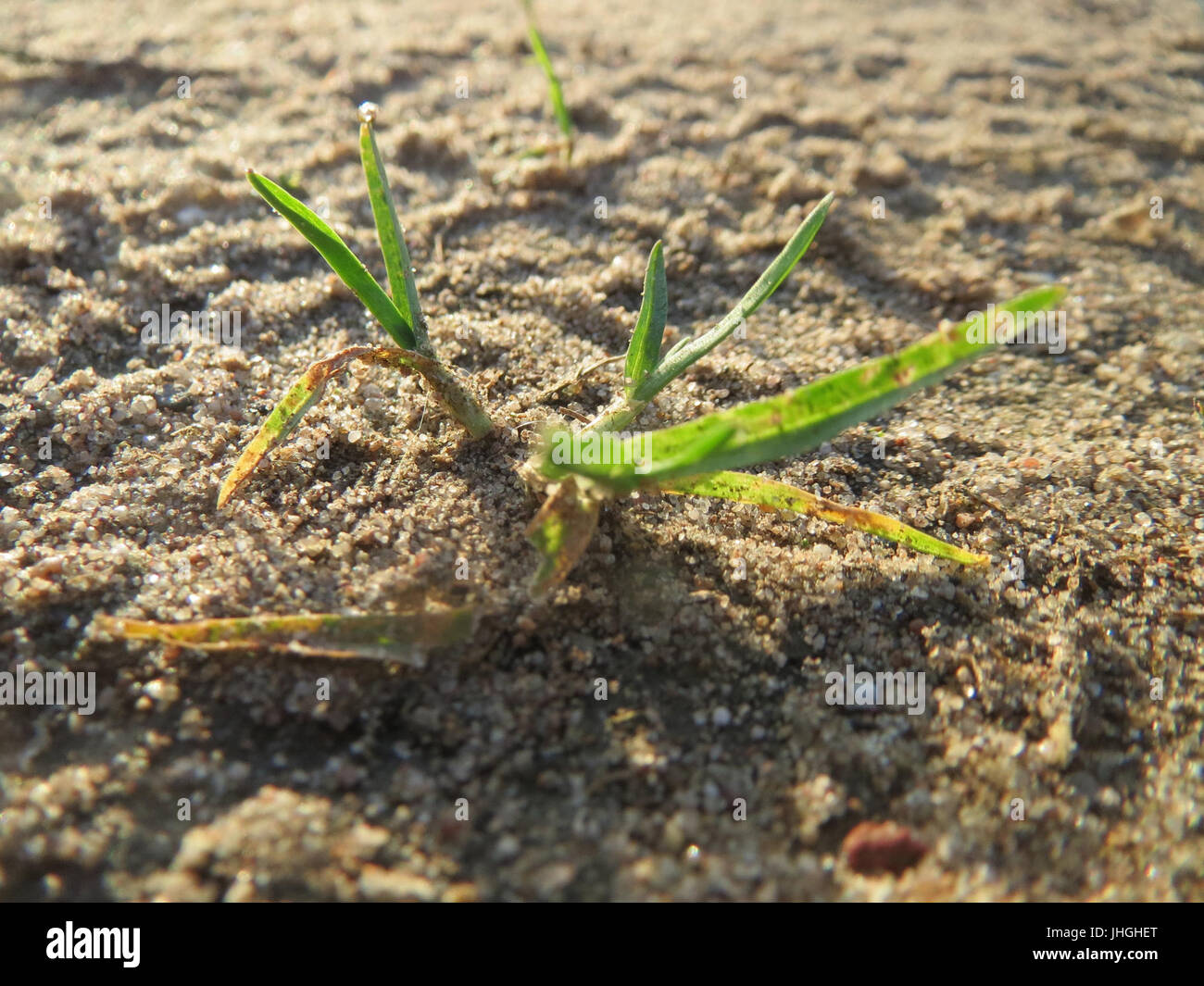 20151227Poa annua2 Foto Stock