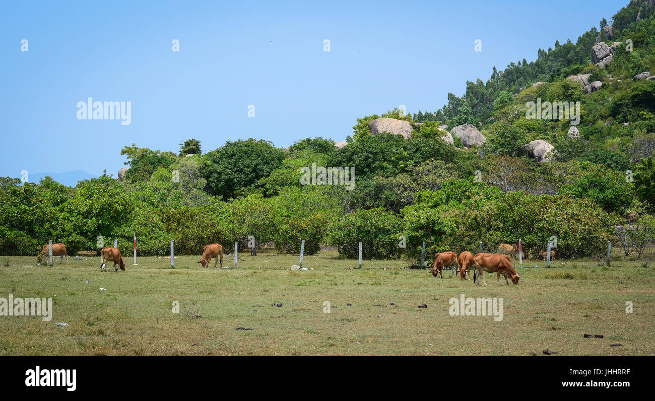 Bovini da carne allevamento a giornata soleggiata in Phan Rang, Vietnam. Foto Stock