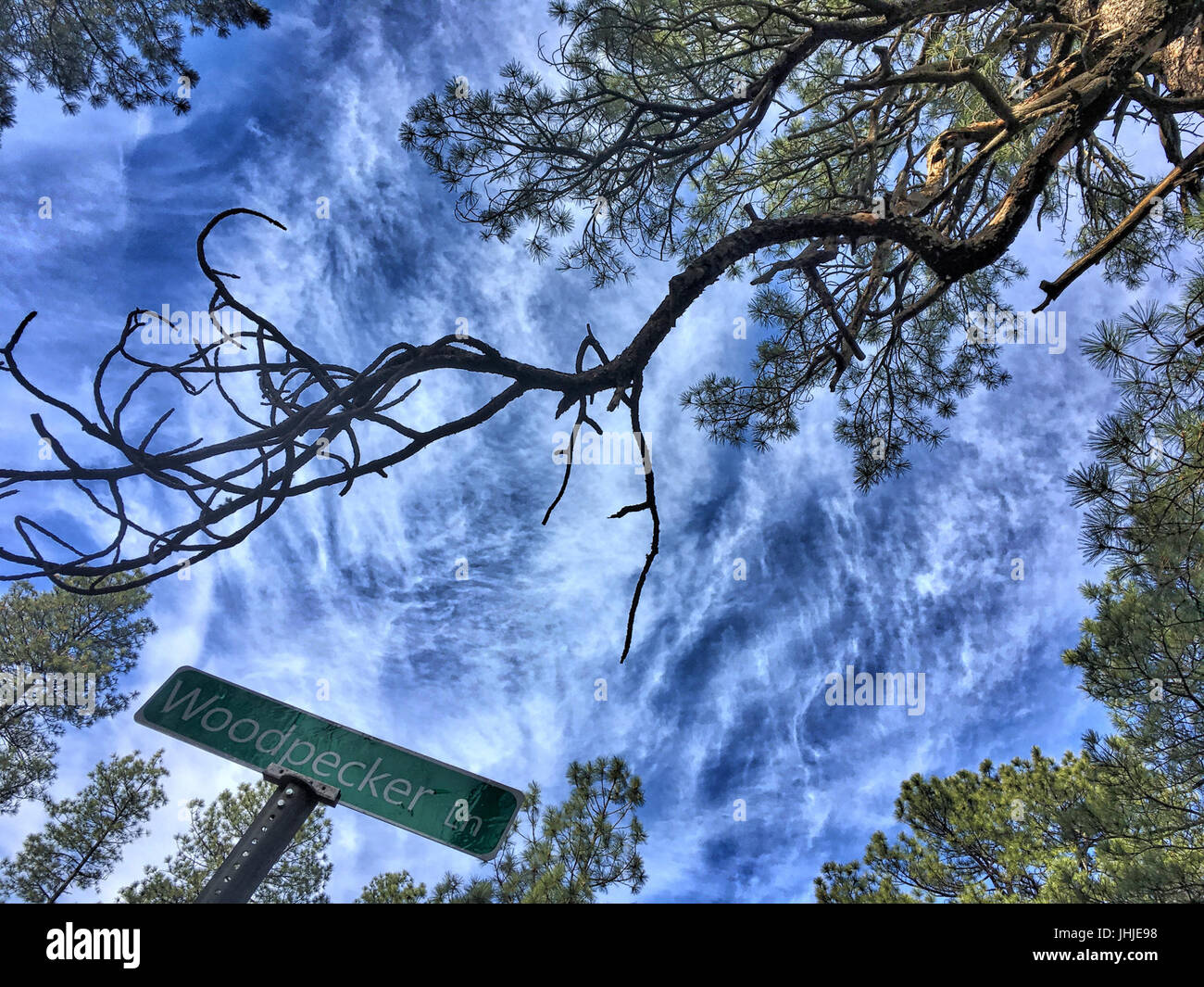 2016-366-329 Pericolo è il picchio rosso maggiore Lane (31082615352) Foto Stock